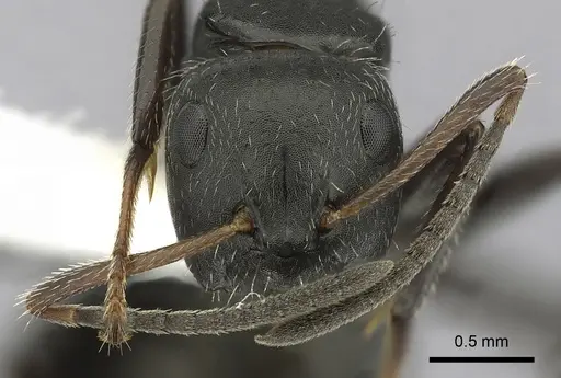 Camponotus abscisus specimen CASENT0280101 image casent0280101_2
