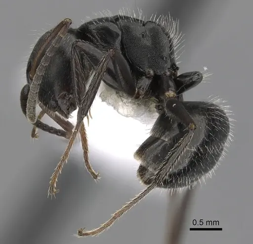 Camponotus abscisus specimen CASENT0280101 image casent0280101_3