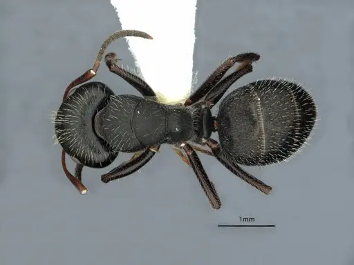 Camponotus abscisus specimen CASENT0882061 image casent0882061_1