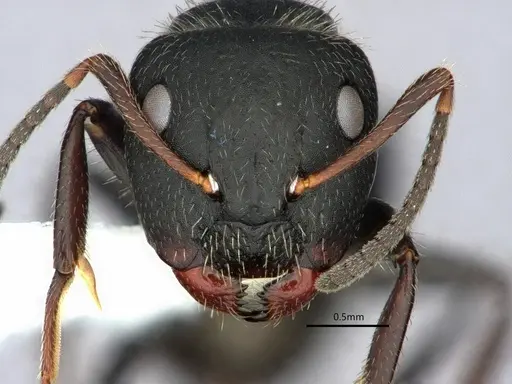 Camponotus abscisus specimen CASENT0882061 image casent0882061_2