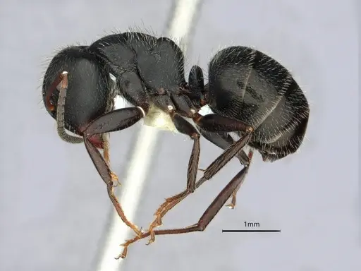 Camponotus abscisus specimen CASENT0882061 image casent0882061_3