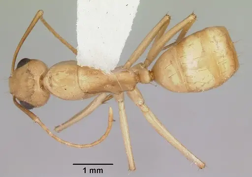 Camponotus absquatulator specimen CASENT0103106 image casent0103106_1