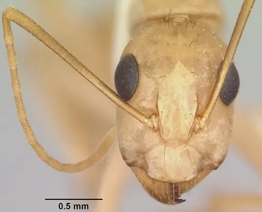 Camponotus absquatulator specimen CASENT0103106 image casent0103106_2