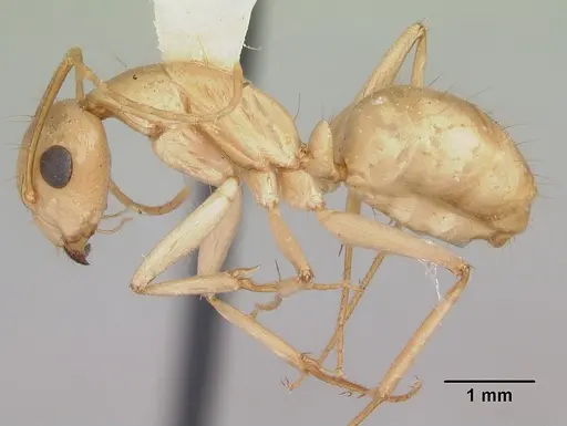 Camponotus absquatulator specimen CASENT0103106 image casent0103106_3