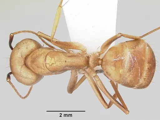 Camponotus absquatulator specimen CASENT0103107 image casent0103107_1