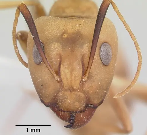 Camponotus absquatulator specimen CASENT0103107 image casent0103107_2