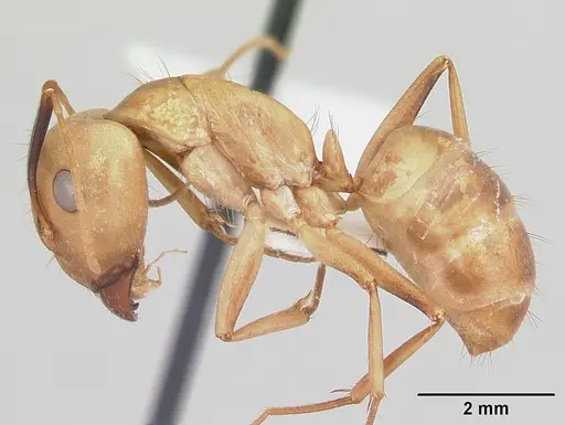 Camponotus absquatulator specimen CASENT0103107 image casent0103107_3