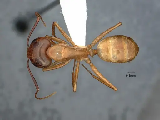 Camponotus absquatulator specimen CASENT0882192 image casent0882192_1