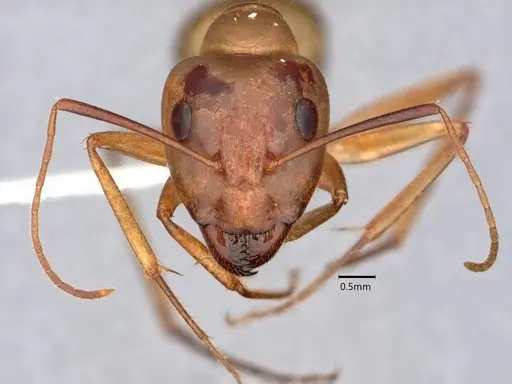 Camponotus absquatulator specimen CASENT0882192 image casent0882192_2