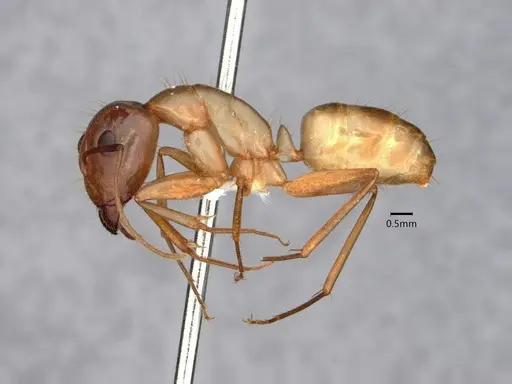 Camponotus absquatulator specimen CASENT0882192 image casent0882192_3