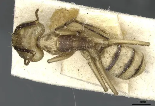 Camponotus abunanus specimen CASENT0911885 image casent0911885_1