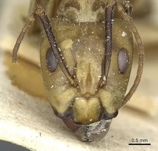 Camponotus abunanus specimen CASENT0911885 image casent0911885_2