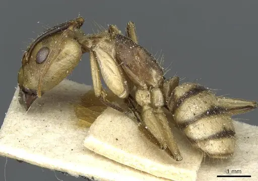 Camponotus abunanus specimen CASENT0911885 image casent0911885_3