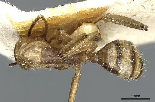 Camponotus abunanus specimen CASENT0911886 image casent0911886_1