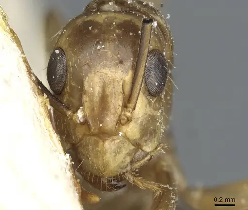 Camponotus abunanus specimen CASENT0911886 image casent0911886_2
