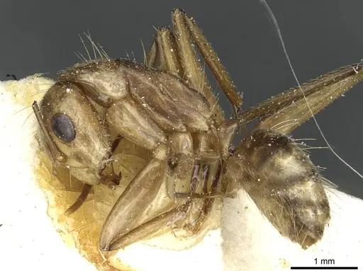 Camponotus abunanus specimen CASENT0911886 image casent0911886_3