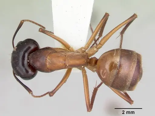 Camponotus acutirostris specimen CASENT0103413 image casent0103413_1