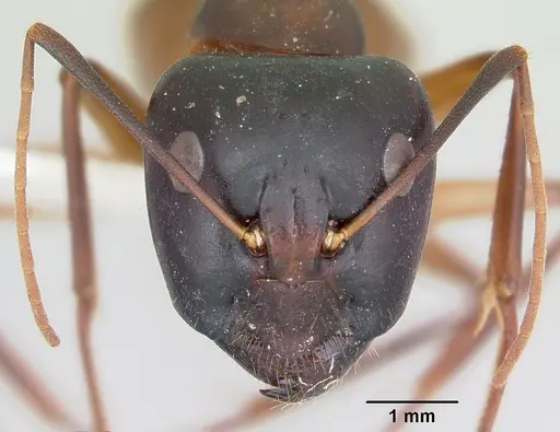 Camponotus acutirostris specimen CASENT0103413 image casent0103413_2