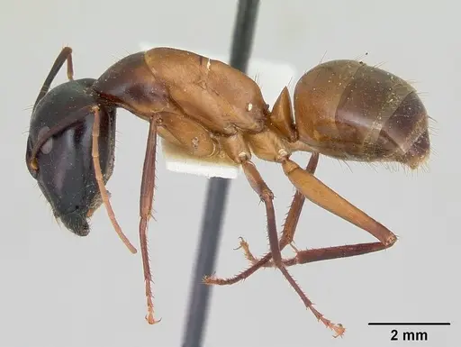 Camponotus acutirostris specimen CASENT0103413 image casent0103413_3