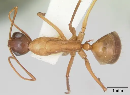 Camponotus acutirostris specimen CASENT0103414 image casent0103414_1