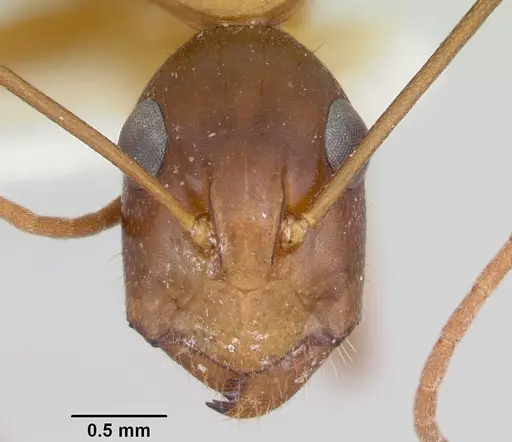 Camponotus acutirostris specimen CASENT0103414 image casent0103414_2