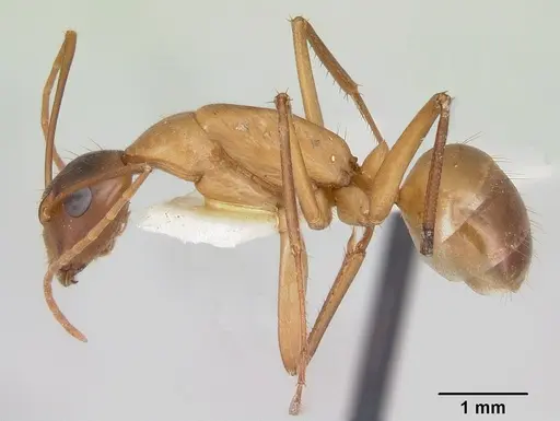 Camponotus acutirostris specimen CASENT0103414 image casent0103414_3