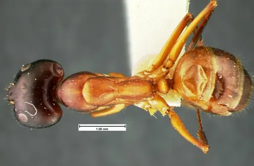 Camponotus acutirostris specimen CASENT0105582 image casent0105582_1