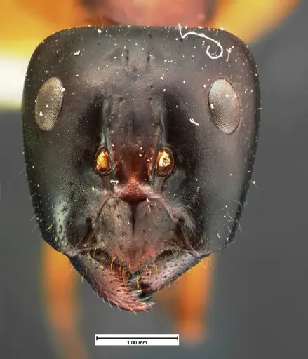 Camponotus acutirostris specimen CASENT0105582 image casent0105582_2