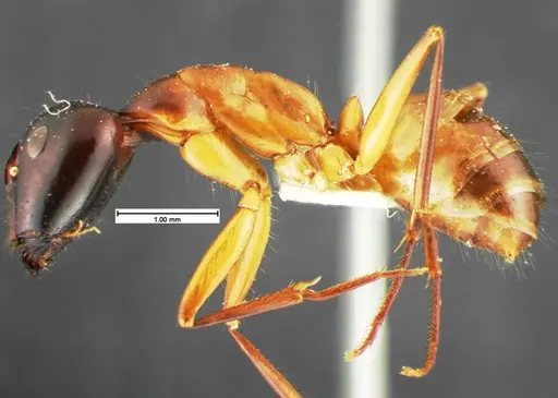 Camponotus acutirostris specimen CASENT0105582 image casent0105582_3