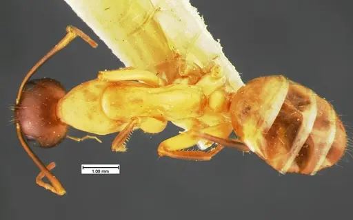 Camponotus acutirostris specimen CASENT0105583 image casent0105583_1