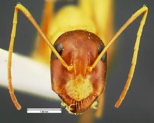Camponotus acutirostris specimen CASENT0105583 image casent0105583_2