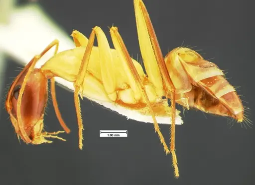 Camponotus acutirostris specimen CASENT0105583 image casent0105583_3