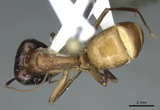Camponotus acutirostris specimen CASENT0914438 image casent0914438_1