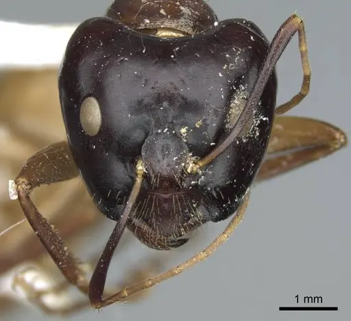 Camponotus acutirostris specimen CASENT0914438 image casent0914438_2