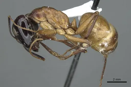 Camponotus acutirostris specimen CASENT0914438 image casent0914438_3
