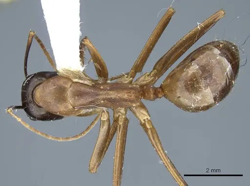 Camponotus acutirostris specimen CASENT0914439 image casent0914439_1