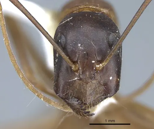Camponotus acutirostris specimen CASENT0914439 image casent0914439_2