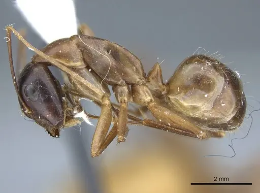 Camponotus acutirostris specimen CASENT0914439 image casent0914439_3