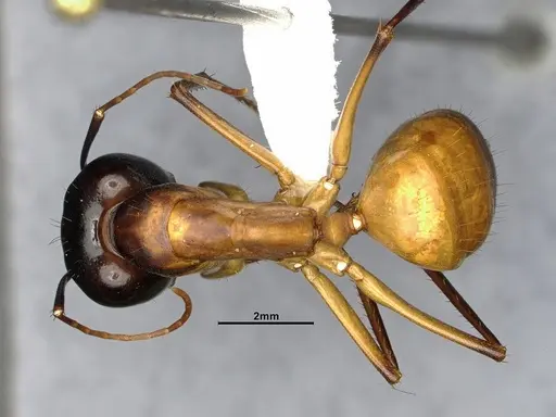 Camponotus acutirostris specimen CASENT4032215 image casent4032215_1