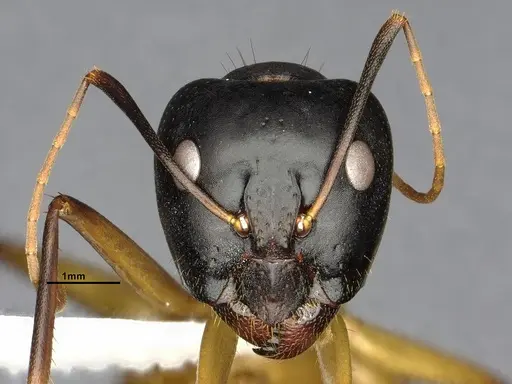 Camponotus acutirostris specimen CASENT4032215 image casent4032215_2