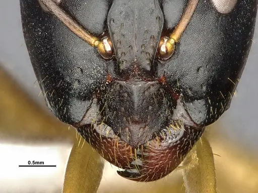 Camponotus acutirostris specimen CASENT4032215 image casent4032215_3