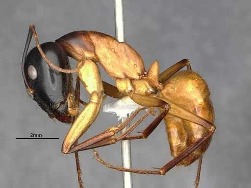 Camponotus acutirostris specimen CASENT4032215 image casent4032215_4