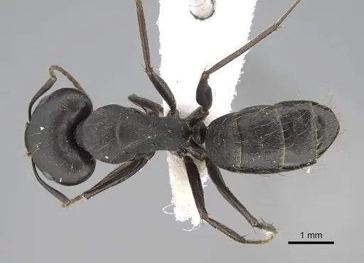 Camponotus acvapimensis specimen ANTWEB1025363 image antweb1025363_1