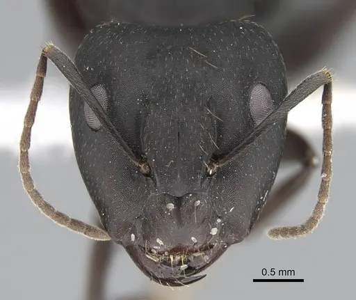 Camponotus acvapimensis specimen ANTWEB1025363 image antweb1025363_2