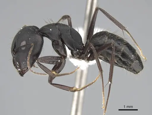 Camponotus acvapimensis specimen ANTWEB1025363 image antweb1025363_3