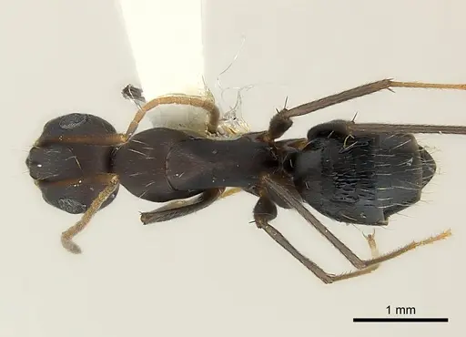 Camponotus acvapimensis specimen CASENT0217601 image casent0217601_1