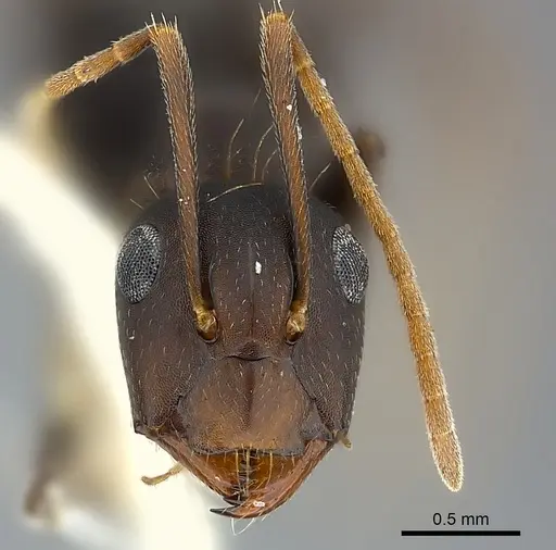 Camponotus acvapimensis specimen CASENT0217601 image casent0217601_2