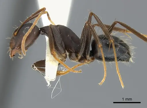 Camponotus acvapimensis specimen CASENT0217601 image casent0217601_3