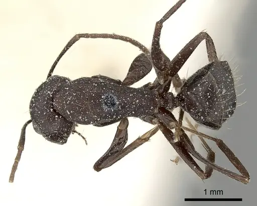 Camponotus acvapimensis specimen CASENT0249859 image casent0249859_1