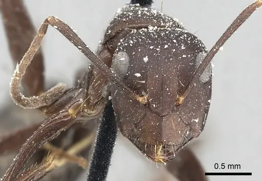 Camponotus acvapimensis specimen CASENT0249859 image casent0249859_2